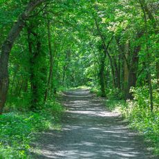Baum's grove