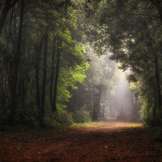 Riserva naturale integrale Bosco Nordio