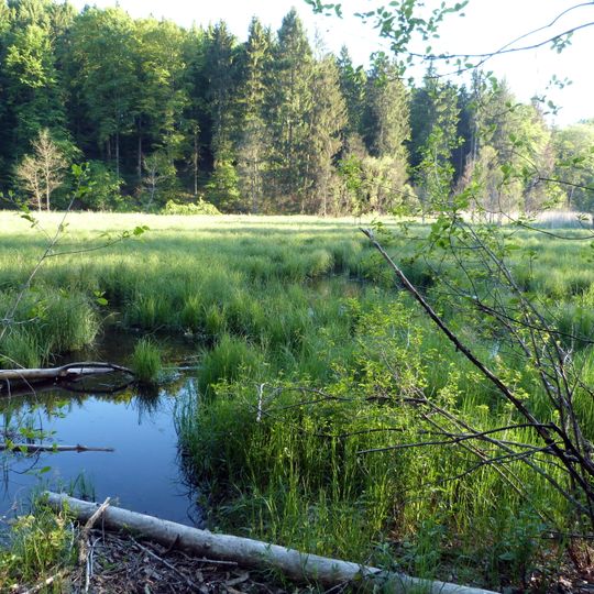 Feuchtgebiet bei der Dankoltsweiler Sägmühle