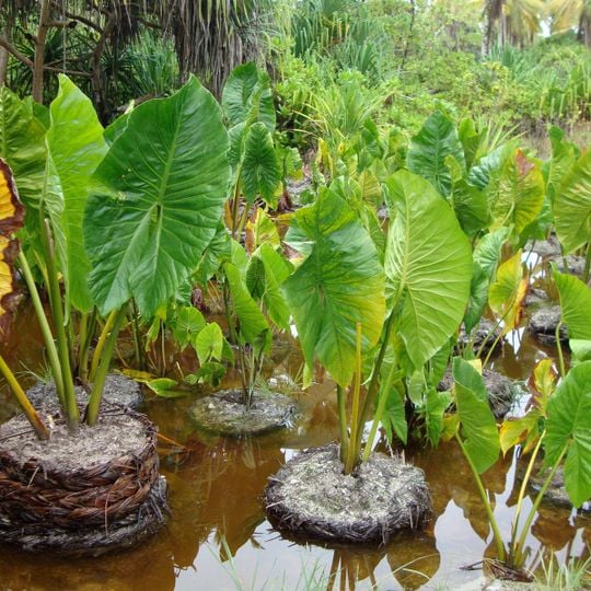 Agriculture in Tuvalu