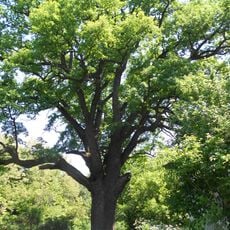 Quercus Robur, Yakhnyky