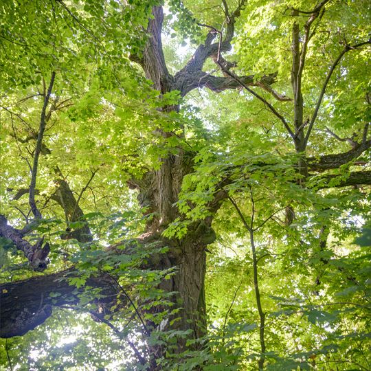 Lypova aleia near Komyshnia