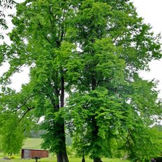 Čtveřice lip srdčitých u Zimů