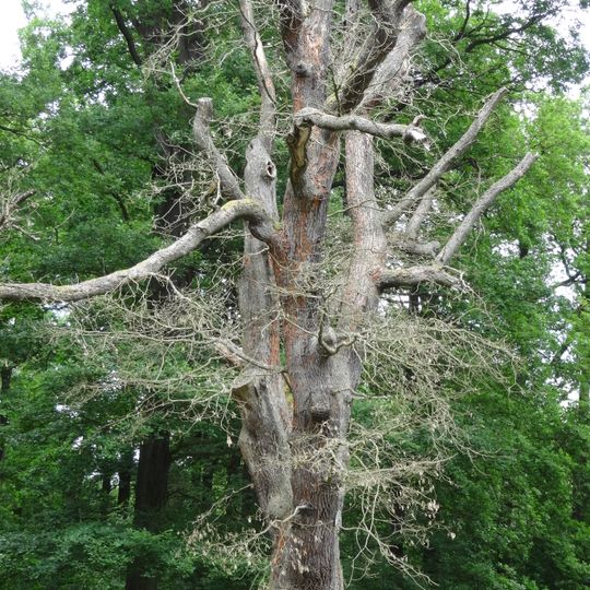 Naturdenkmal 153 LK Harz