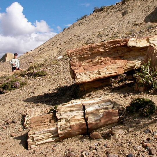 Petrified Forest