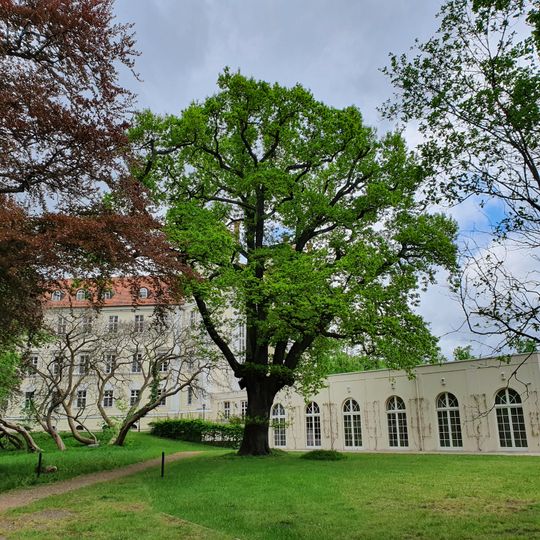 Naturdenkmal Eichen-Bastard Schlosspark, ca. 25 m nördlich vom Schloss in Lübbenau/Spreewald