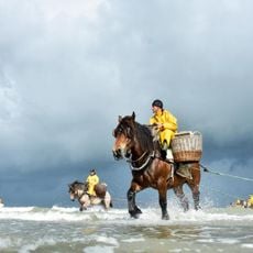 Paardenvissers