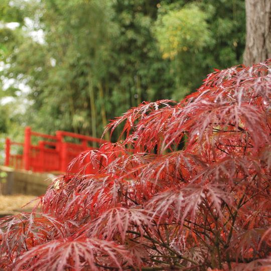 Jardín Botánico de Bayona