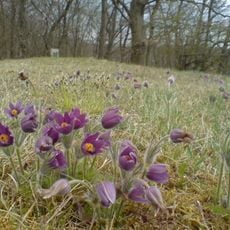 Steppenheide "Untere Steig"