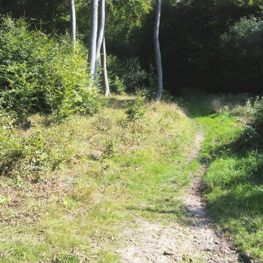 Bradenham Woods, Park Wood and The Coppice
