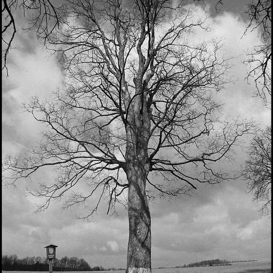 Javor klen u Řevňovic