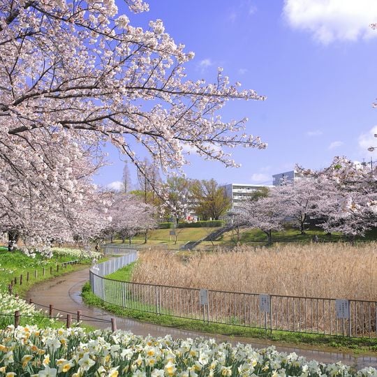 Hirabari Minami, Nagoya