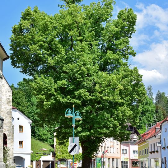Große Linde in Losenstein