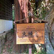 山ノ神のフジ