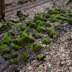 Kalktuffterrasse von Kainsbach