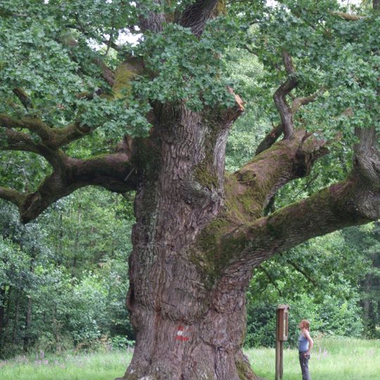 Quercia millenaria di Bad Blumau