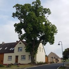 Naturdenkmal Linde (Baum) Ortsmitte, vor Haus Nr. 8; Flur 4, Flurstück 43 in Niedergörsdorf