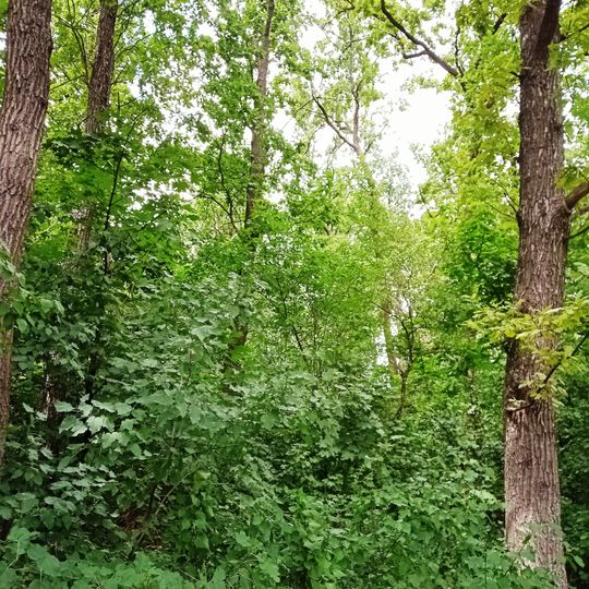 Mariupol's'ka lisova Dacha Protected Tract