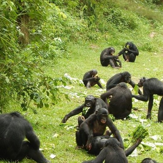 Sanctuaire des Bonobos