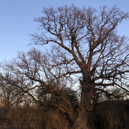 Naturdenkmal Stiel-Eiche Pehlitzwerder, an der Ostseite der Halbinsel am Rand des Bruchs in Brodowin