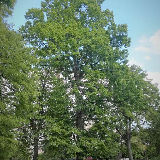 Buk lesní stříhanolistý v Žamberku