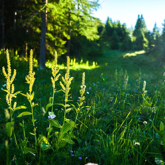 Oasi xerotermica di Puys - Beaulard