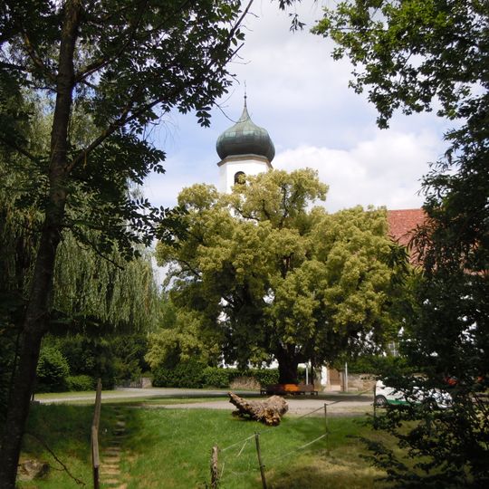 Linde bei Stephanskirche