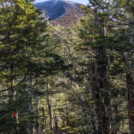 Helicopter Hill Track