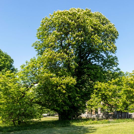 Zweistämmiger Kastanienbaum