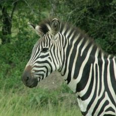 Parc national Lake Mburo