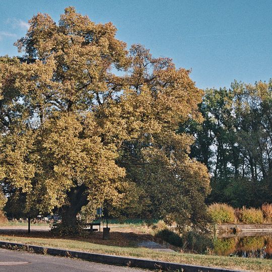 Lípa v Cerhovicích