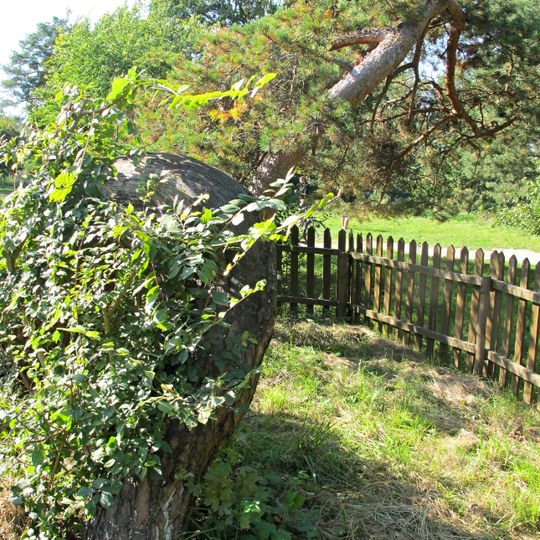 Borovice u Tří Grácií