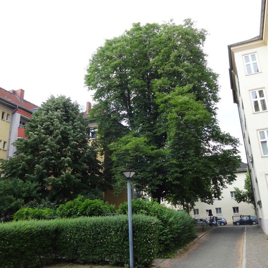 Balkan-Rosskastanie Sophienstraße 6