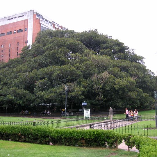 Rubber Tree of Recoleta