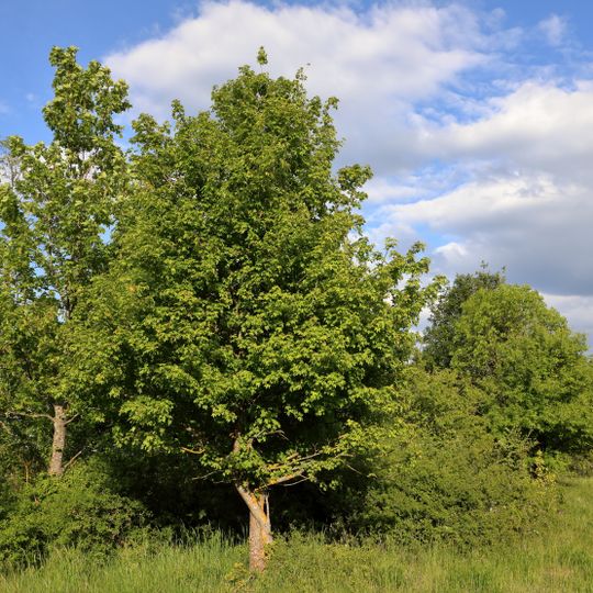 Ödland Schildwächter