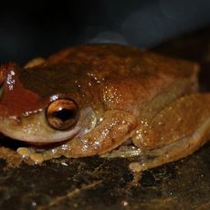 Little Mulgrave National Park