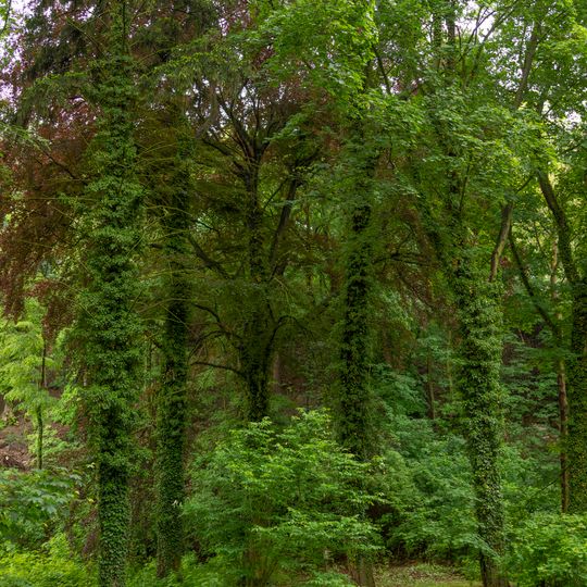 Buky v parku Neuberk