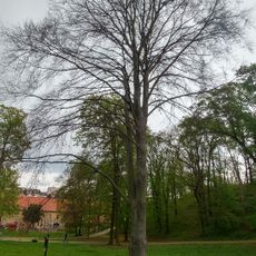 Buk lesní červenolistý v zámeckém parku v Medlánkách