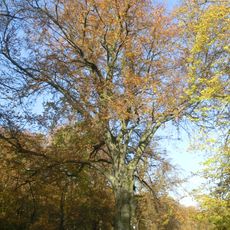 Rot-Buche Schlosspark Biesdorf