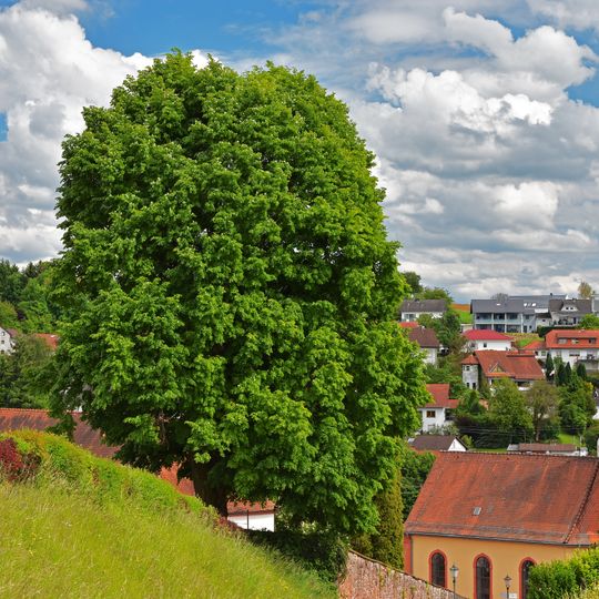 Winterlinde Friedhof
