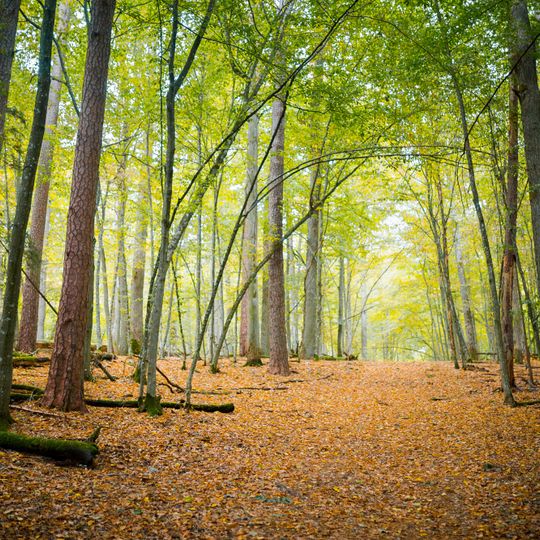 Park Narodowy „Puszcza Białowieska”