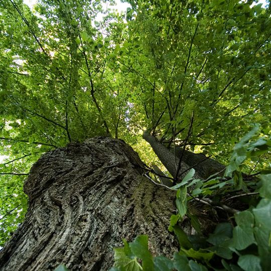 Stromy u kostela v Hojsově Stráži