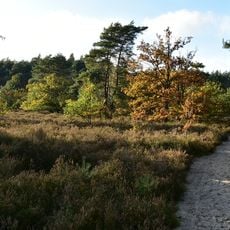 Heiderbos