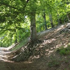 Buky pod Hukvaldským hradem