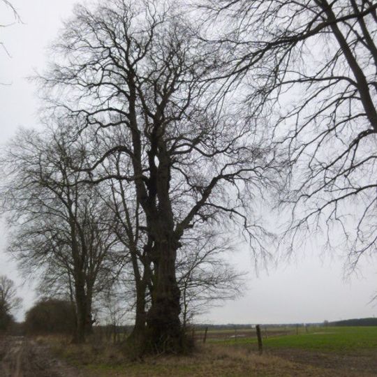 Naturdenkmal Ulme Verbindungsweg von der B 2 in Richtung Ladeburg, etwa auf der Hälfte des Weges in Ladeburg