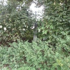 Kříž jižně od Mrákova u polní cesty ve svahu