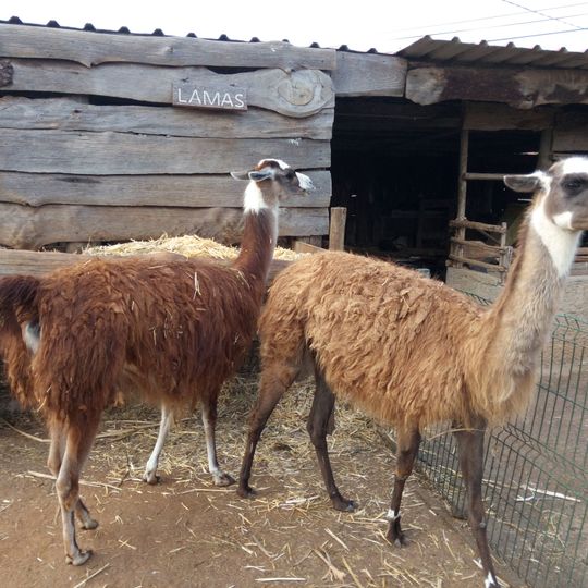 Quinta Pedagógica dos Prazeres