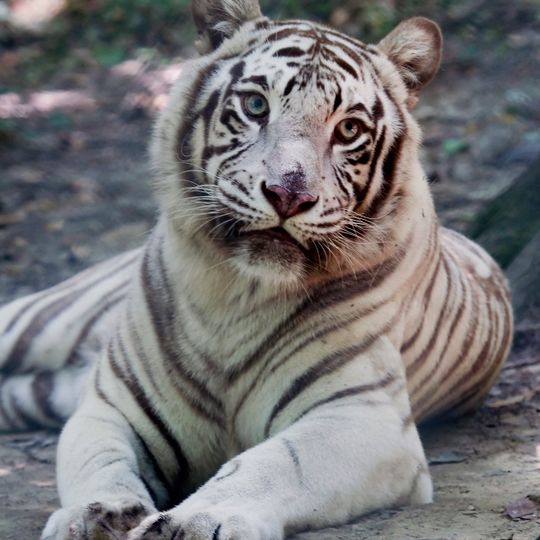 Exotic Feline Rescue Center