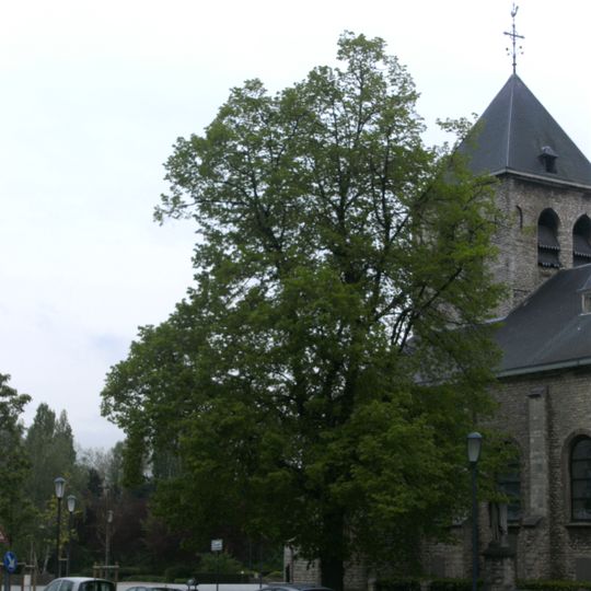 Tilleul à grandes feuilles [1] [archive]