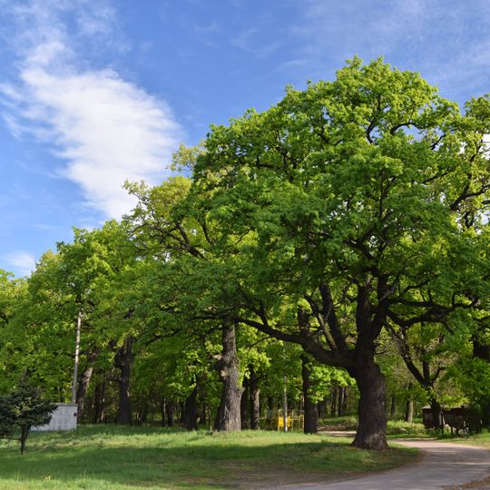 Oaks in Sosnivka Park